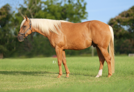 HorseID: 2303157 Yellowstones Delight - PhotoID: 1086917