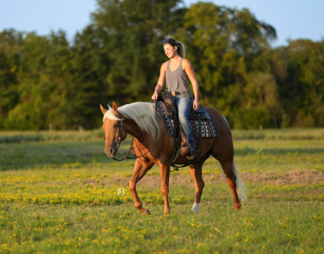 HorseID: 2303157 Yellowstones Delight - PhotoID: 1086919