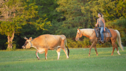 HorseID: 2303157 Yellowstones Delight - PhotoID: 1086920