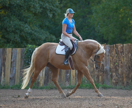 HorseID: 2303157 Yellowstones Delight - PhotoID: 1086921