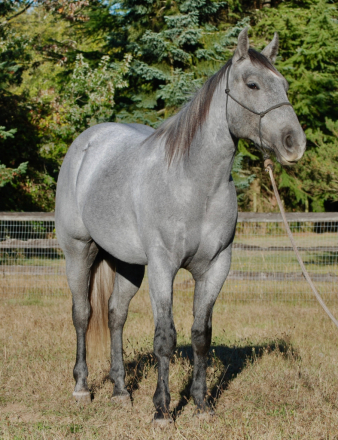 HorseID: 2303174 CROSSV TRY DUALIN - PhotoID: 1085748