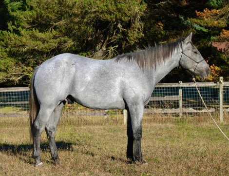 HorseID: 2303174 CROSSV TRY DUALIN - PhotoID: 1085749