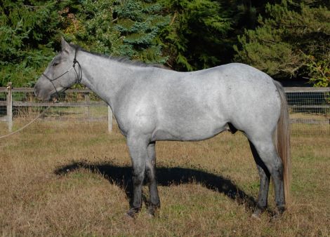 HorseID: 2303174 CROSSV TRY DUALIN - PhotoID: 1085750