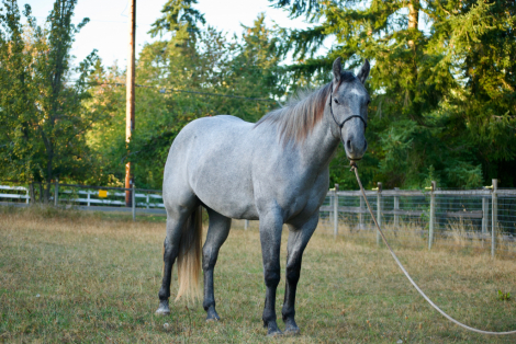 HorseID: 2303174 CROSSV TRY DUALIN - PhotoID: 1085751