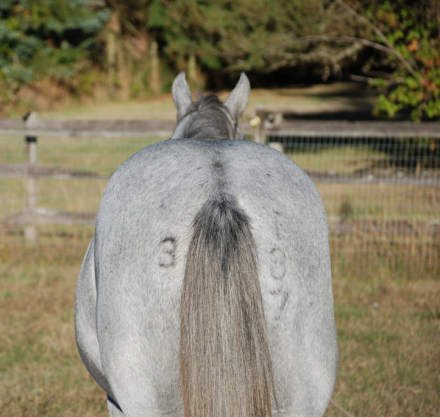 HorseID: 2303174 CROSSV TRY DUALIN - PhotoID: 1085805