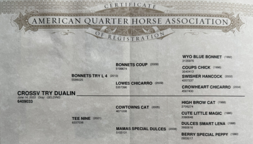 HorseID: 2303174 CROSSV TRY DUALIN - PhotoID: 1085806