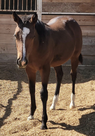 HorseID: 2303181 Holiday Glow - PhotoID: 1086165