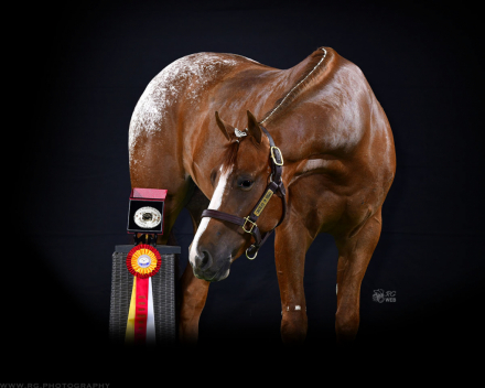 HorseID: 2303202 Chocolate in Vegas - PhotoID: 1085814