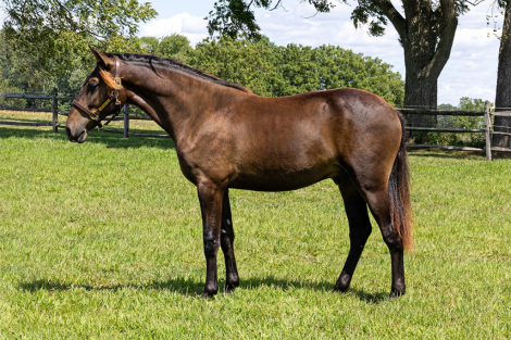 HorseID: 2303203 Utopia ISF - PhotoID: 1085815