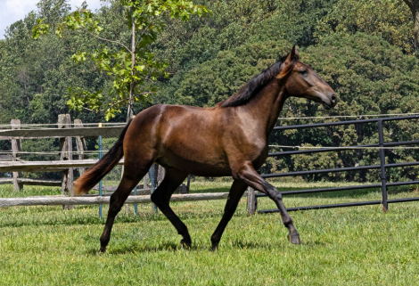 HorseID: 2303203 Utopia ISF - PhotoID: 1085816