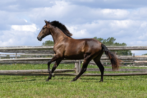 HorseID: 2303203 Utopia ISF - PhotoID: 1085817