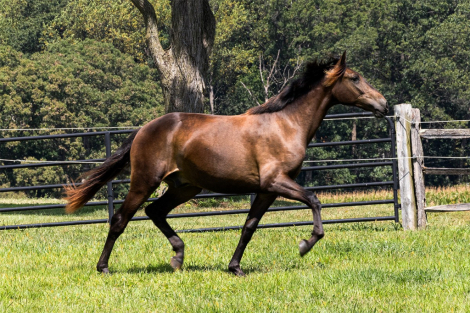 HorseID: 2303203 Utopia ISF - PhotoID: 1085818