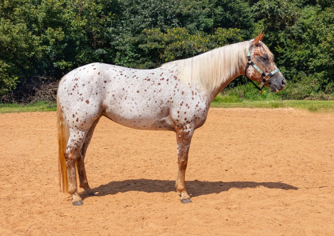 HorseID: 2303207 Santee Ginger - PhotoID: 1085819