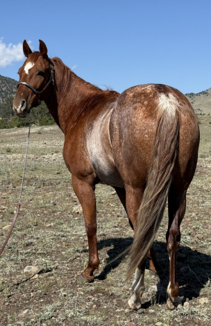 HorseID: 2303208 Sharp Dressed Man - PhotoID: 1085826