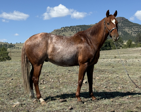 HorseID: 2303208 Sharp Dressed Man - PhotoID: 1085827