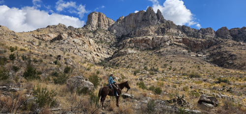 HorseID: 2303208 Sharp Dressed Man - PhotoID: 1085829