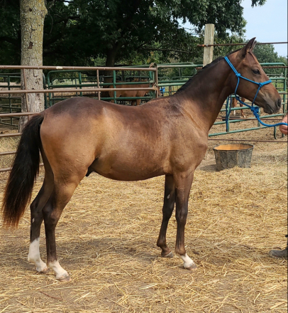 HorseID: 2303232 IM A GANGSTA TOO - PhotoID: 1085832