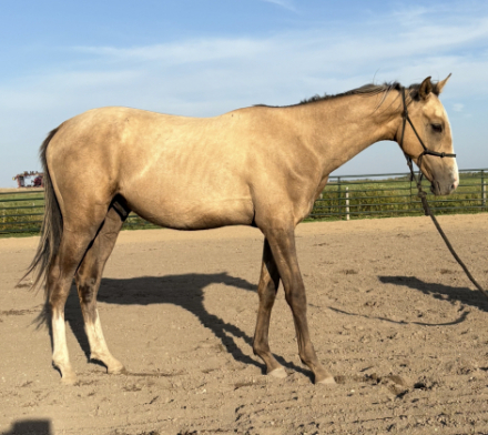 HorseID: 2303242 KRO Lincoln - PhotoID: 1085838