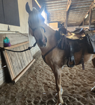 HorseID: 2303243 Beau, aka Mr Ed - PhotoID: 1085837