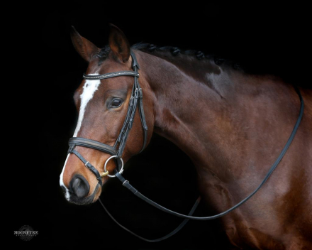 HorseID: 2303245 Anastasia - PhotoID: 1085839