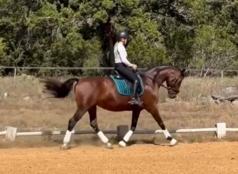 HorseID: 2303245 Anastasia - PhotoID: 1085840