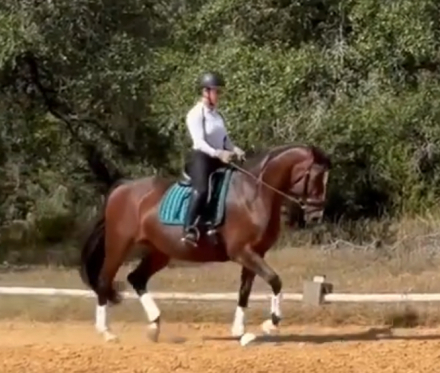 HorseID: 2303245 Anastasia - PhotoID: 1085841