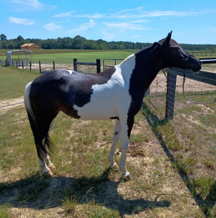 HorseID: 2303246 Little Bit - PhotoID: 1085842