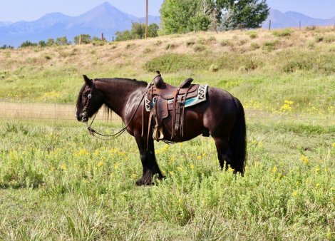 HorseID: 2303249 Moose - PhotoID: 1085843