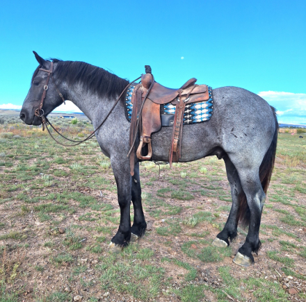 HorseID: 2303250 Big John - PhotoID: 1085844