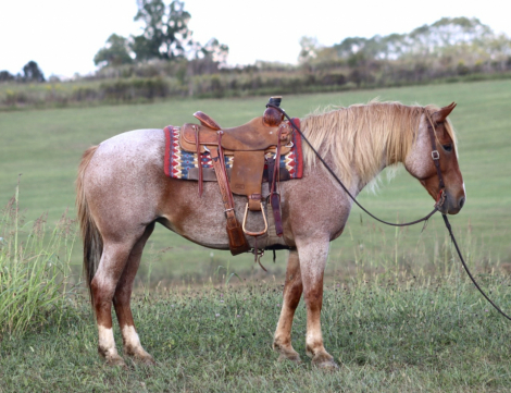 HorseID: 2303252 Porsche - PhotoID: 1085845