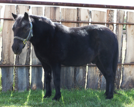 HorseID: 2303253 Marty Stuart - PhotoID: 1085846