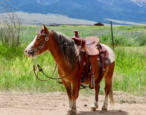 HorseID: 2303254 Cowboy - PhotoID: 1085847