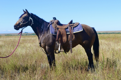 HorseID: 2303255 Lady - PhotoID: 1085848