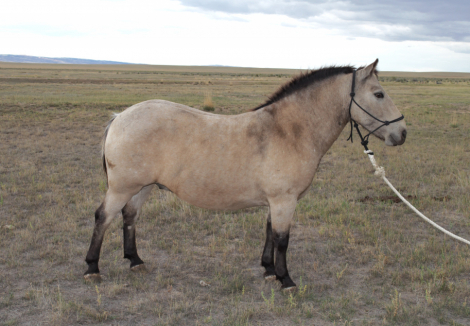 HorseID: 2303256 True Grit - PhotoID: 1085849