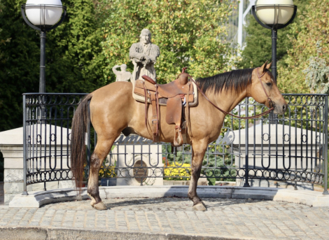 HorseID: 2303257 Reed - PhotoID: 1085850