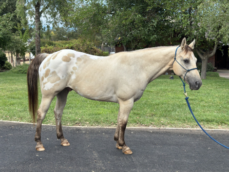 HorseID: 2303258 Rusty - PhotoID: 1085851