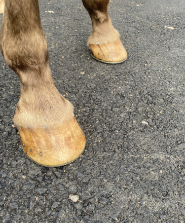 HorseID: 2303258 Rusty - PhotoID: 1085852