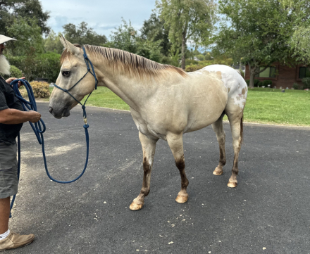 HorseID: 2303258 Rusty - PhotoID: 1085853