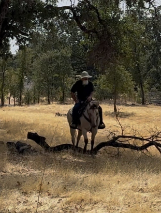 HorseID: 2303258 Rusty - PhotoID: 1085854