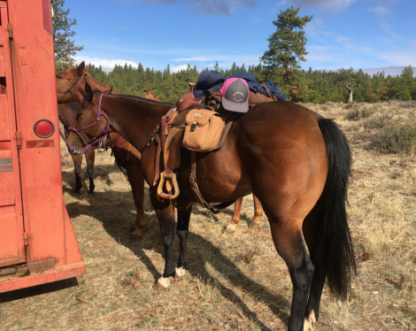 HorseID: 2303263 HOLLYWOOD DUNITTALENA - PhotoID: 1085865