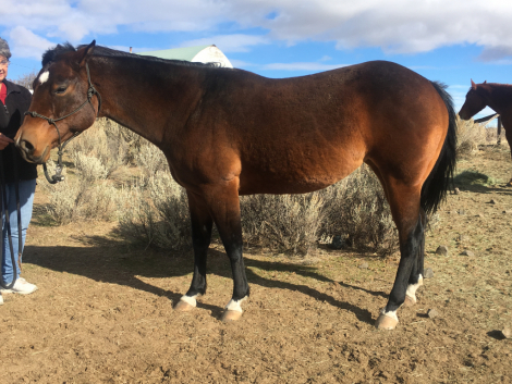 HorseID: 2303263 HOLLYWOOD DUNITTALENA - PhotoID: 1085866