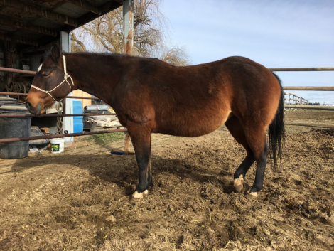 HorseID: 2303263 HOLLYWOOD DUNITTALENA - PhotoID: 1085867