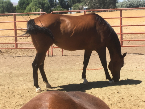 HorseID: 2303263 HOLLYWOOD DUNITTALENA - PhotoID: 1085868