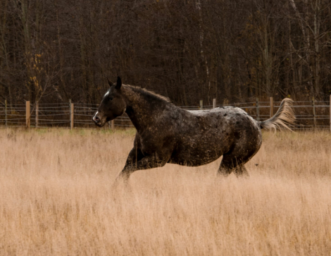 HorseID: 2303265 Radbritereflection - PhotoID: 1085857