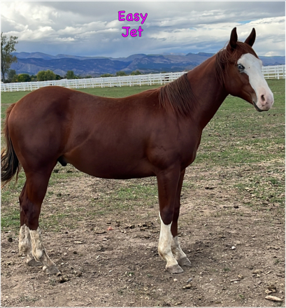 HorseID: 2303267 GUNNERS EASY JET VP - PhotoID: 1085979