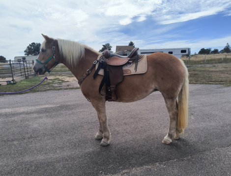 HorseID: 2303270 Ginger - PhotoID: 1085859