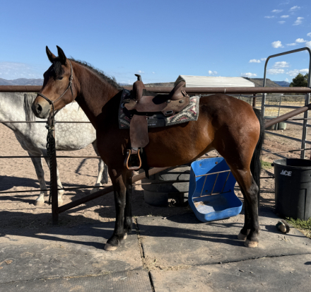 HorseID: 2303271 Yahzarah - PhotoID: 1085863