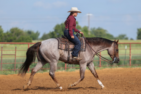 HorseID: 2303282 MR GOODBARS TALKIN - PhotoID: 1085869