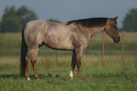 HorseID: 2303282 MR GOODBARS TALKIN - PhotoID: 1085870