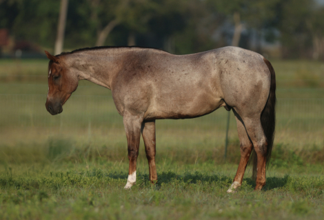 HorseID: 2303282 MR GOODBARS TALKIN - PhotoID: 1085871